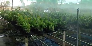 Dịch vụ phun sương tưới nấm